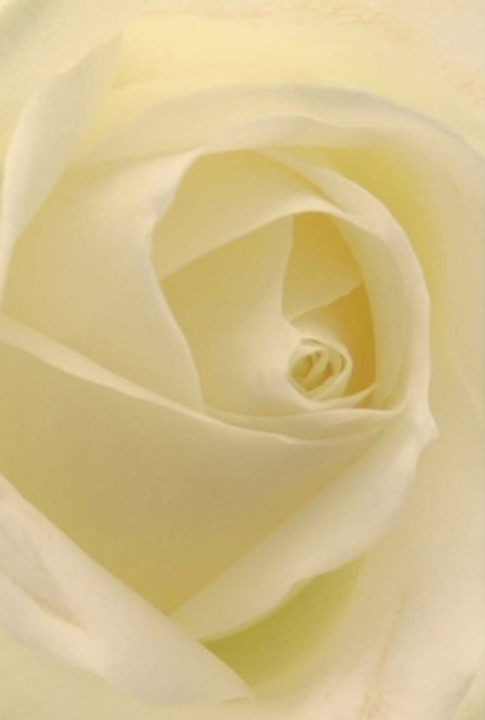Seen up close, the pristine elegance of this classic white rose speaks to the heart through its nuanced play of light and layering-a familiar sight in Bromley's flower shops along High Street. The petals, smooth and unblemished, radiate from the spiraled heart of the blossom, their softly curling edges subtly tinged with a creamy warmth. Each layer is thin as parchment yet rich in texture, the kind you imagine brushing gently against your lips on a dewy morning. There is a luminous quality as if soft daylight streams through the petals from within, illuminating the bloom's serene purity. Ideal for both joyful milestones and times of reflection, such as sending sympathy bouquets to friends or decorating tables at local Bromley gatherings, this rose becomes a silent ambassador of grace. Its quiet resilience mirrors the timeless character of the community-steadfast, refined, eternally welcome. Breathing in, one can almost sense an unspoken fragrance: clean, soft, filled with memories and meaning, as only a cherished rose can offer.